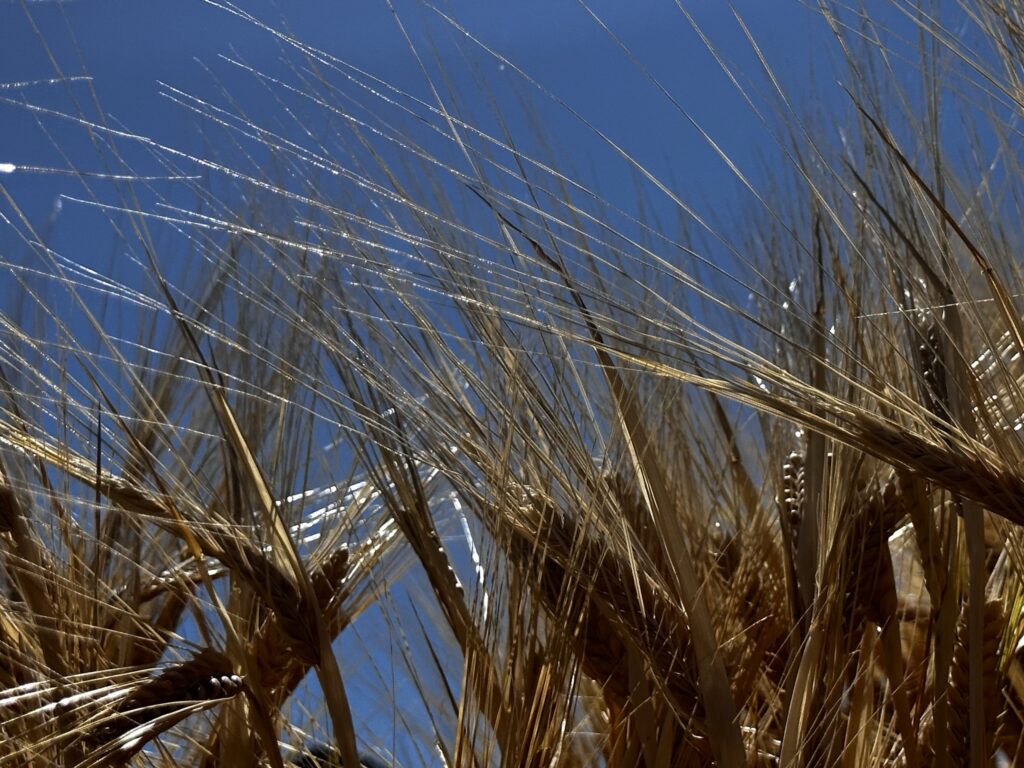 close up wheat